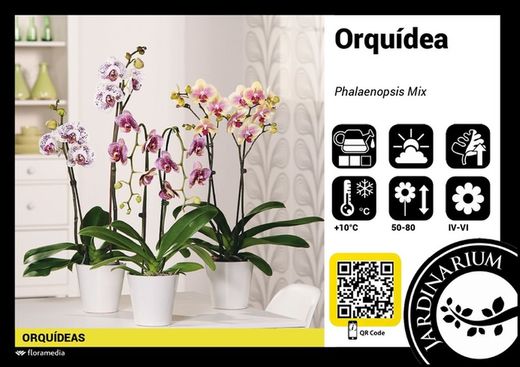 Phalaenopsis 2 t. mix 70 cm