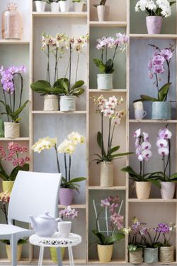 Phalaenopsis 2 t. mix 70 cm