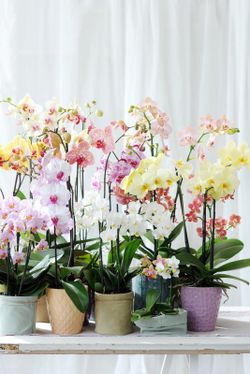 Phalaenopsis 2 t. mix 70 cm