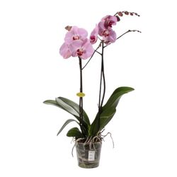 Phalaenopsis 2 t. mix 70 cm