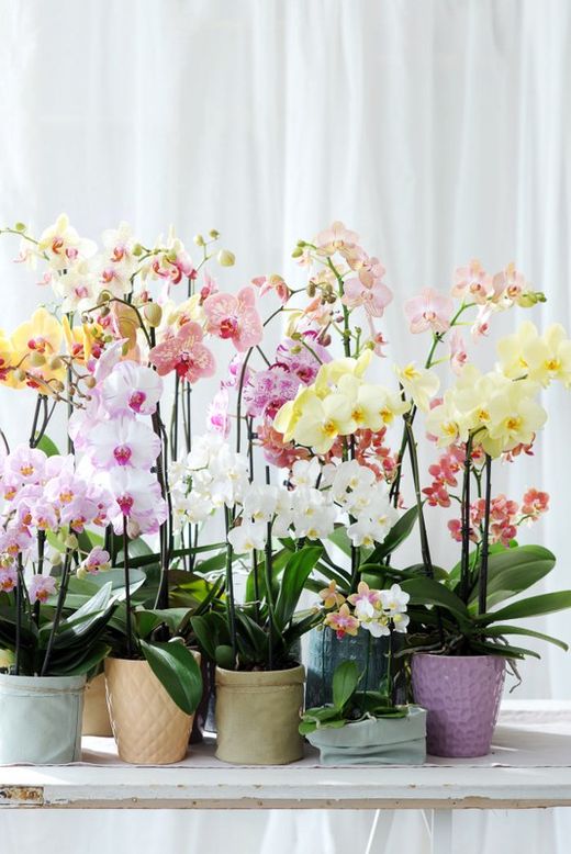 Phalaenopsis  blanca mirror miracle 2 tallos .cascade c-12 / 50 altura