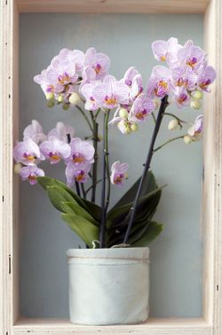 Phalaenopsis  blanca mirror miracle 2 tallos .cascade c-12 / 50 altura