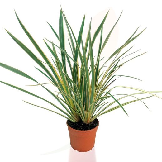 PHORMIUM TENAX  VARIEGATA  C- 15LT 6/8 110/120
