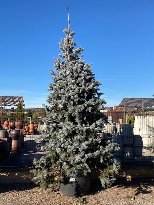 Picea pun. gla. hopsii  250/300