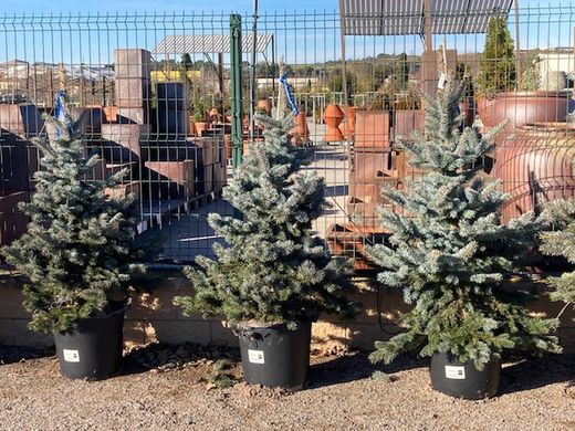 Picea pun. oldenburg.c-30 lt  125 / 150 altura