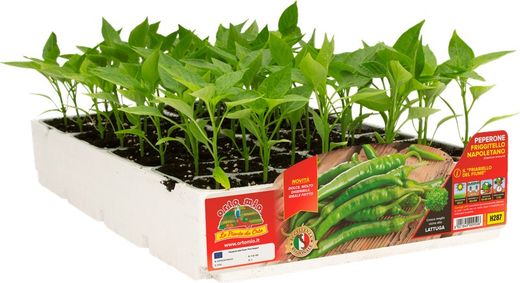 Pimiento Friggitello Napolitano 6 Plantas en Pack