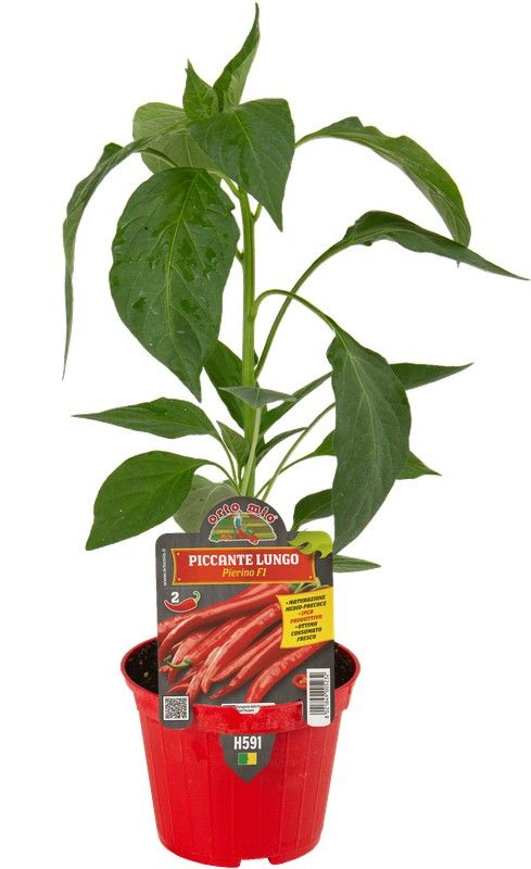 Pimiento Largo Picante 1 Planta en M-10