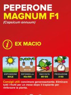 Pimiento Macio F1 Cuadrado Verde 6 Plantas En Pack