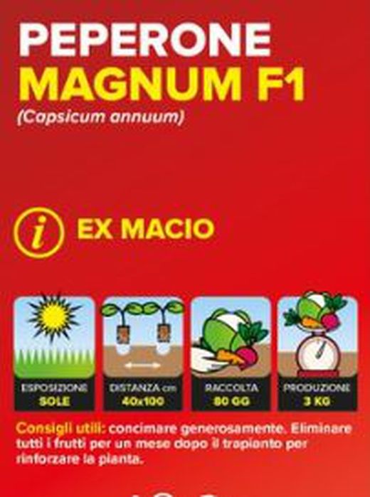Pimiento Macio F1 Cuadrado Verde 6 Plantas En Pack
