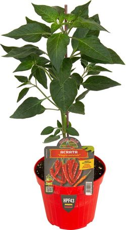 Pimiento Picante Acrata o Viagra Natural 1 Planta en M-14