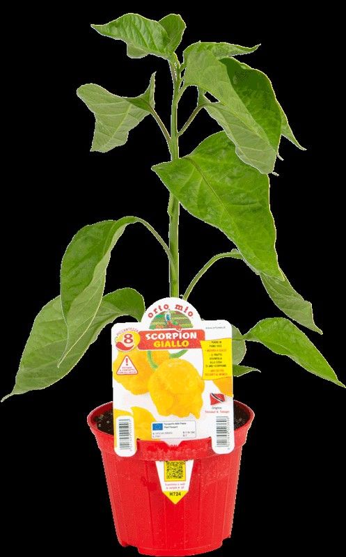 Pimiento Picante Scorpion Amarillo 1 Planta en M-10