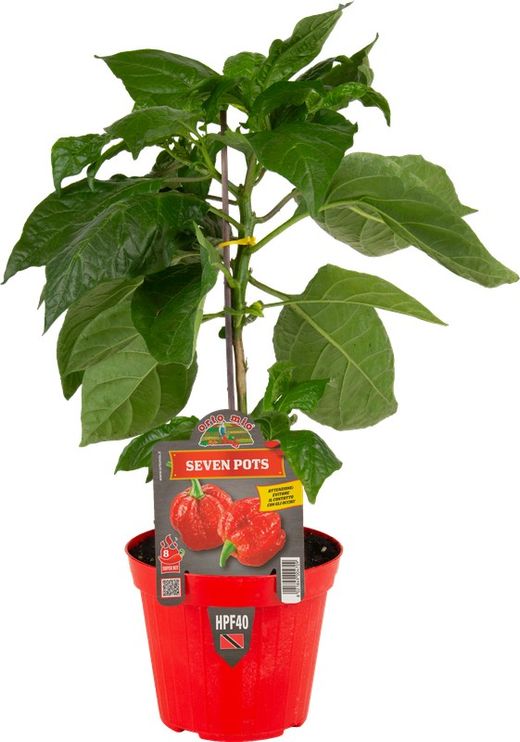 Pimiento Picante Seven 7 Post Rojo 1 Planta en M-14