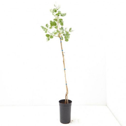 PISTACHO HEMBRA C-25