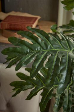 Planta Philodendro con Maceta, 140cm