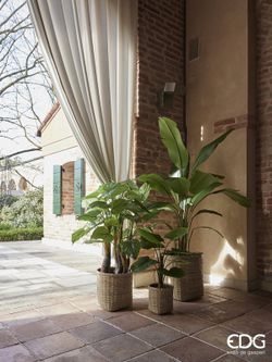 Planta filodendron H120 (48FG) B9