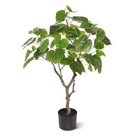Planta Paulonia con Maceta, 120cm