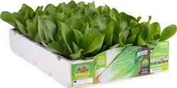 Achicoria Blanca De Milan Pluto 9 Plantas en Pack