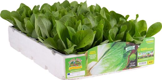 Achicoria Blanca De Milan Pluto 9 Plantas en Pack