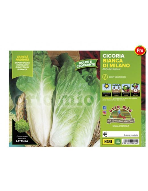 Achicoria Blanca De Milan Pluto 9 Plantas en Pack