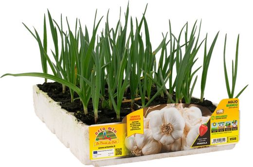 Ajo Blanco Piacentino Cerfificado 6 Plantas en Pack