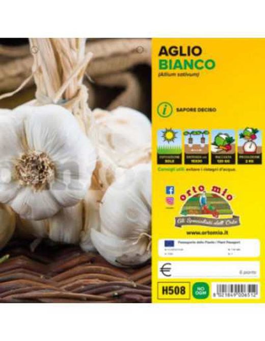 Ajo Blanco Piacentino Cerfificado 6 Plantas en Pack