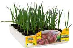 Ajo Rojo Sulmona Certificado 6 Plantas en Pack