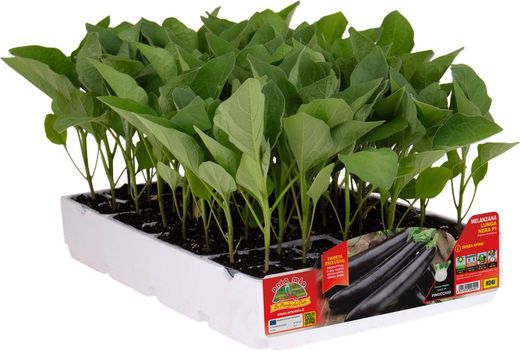 Plantio Berenjena Larga Negra Nilo 6 Plantas en Pack