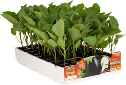 Berenjena Ovalada Negra 6 Plantas en Pack