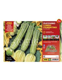 Plantio Calabacin Largo Fiorentino Tirreno 4 Plantas en Pack