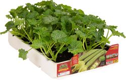 Plantio Calabacin Largo Fiorentino Tirreno 4 Plantas en Pack