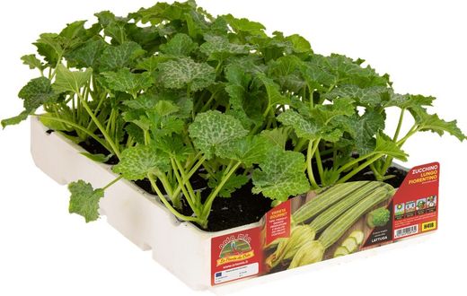 Plantio Calabacin Largo Fiorentino Tirreno 4 Plantas en Pack