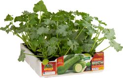 Calabacin Verde Claro Graffiti 4 Plantas En Pack