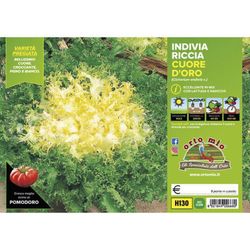 Escarola Rizada Corazon Oro Cigal 9 Plantas en Pack