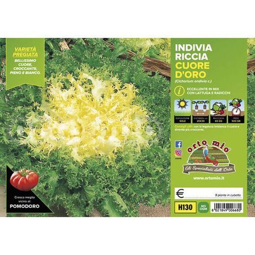Escarola Rizada Corazon Oro Cigal 9 Plantas en Pack