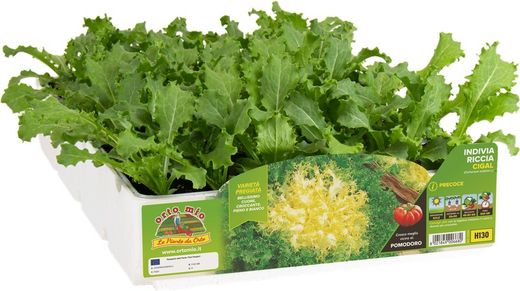 Escarola Rizada Corazon Oro Cigal 9 Plantas en Pack