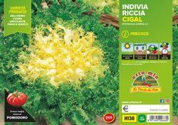Escarola Verde Bubikopf 9 Plantas en Pack