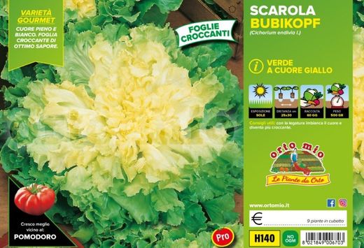 Escarola Verde Bubikopf 9 Plantas en Pack