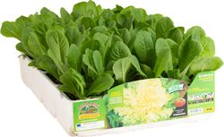 Escarola Verde Bubikopf 9 Plantas en Pack