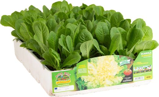 Escarola Verde Bubikopf 9 Plantas en Pack