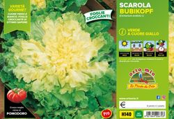 Escarola Verde Bubikopf 9 Plantas en Pack