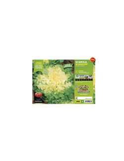 Escarola Verde Bubikopf 9 Plantas en Pack