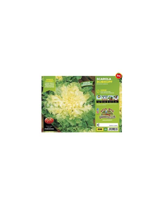 Escarola Verde Bubikopf 9 Plantas en Pack