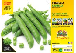 Guisante Media Rama Dorian 12 Plantas en Pack