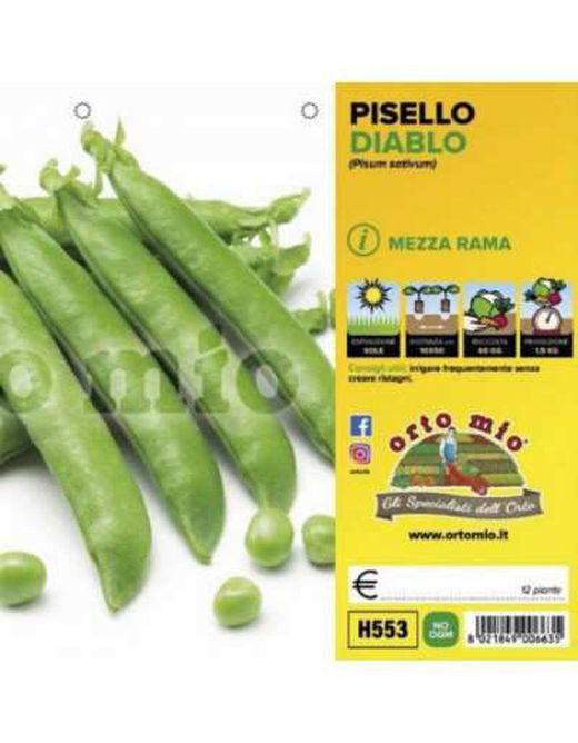 Guisante Media Rama Dorian 12 Plantas en Pack