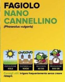 Judia Enana Canelino 12 Plantas En Pack