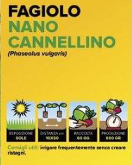 Judia Enana Canelino 12 Plantas En Pack