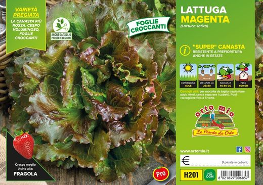 Lechuga Supercanasta Magenta Voulsky 9 Plantas en Pack