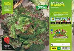 Lechuga Supercanasta Magenta Voulsky 9 Plantas en Pack