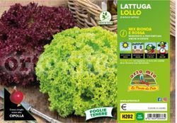 Lechuga Lollo Mix 9 Plantas en Pack