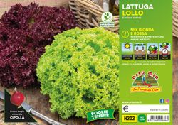 Lechuga Lollo Mix 9 Plantas en Pack
